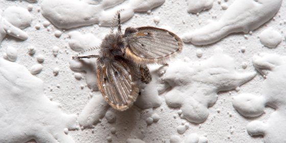 Rioolvliegjes bestrijden tips